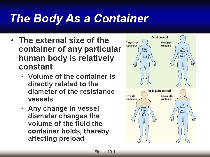 The Body As a Container • The external size of the container of any