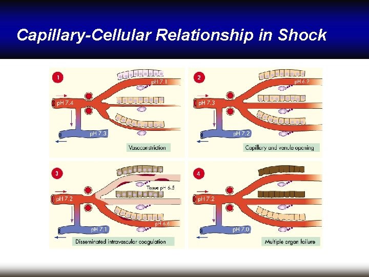 Capillary-Cellular Relationship in Shock 