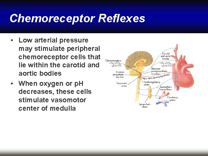 Chemoreceptor Reflexes • Low arterial pressure may stimulate peripheral chemoreceptor cells that lie within
