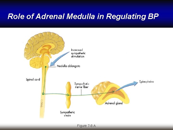 Role of Adrenal Medulla in Regulating BP Figure 7 -8 A 