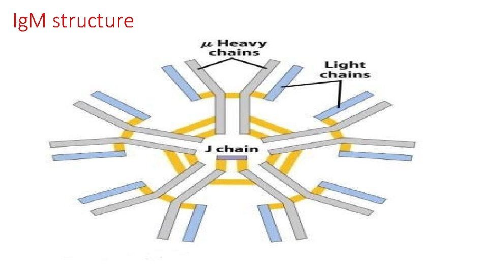 Ig. M structure 