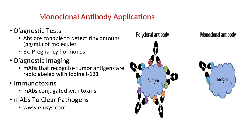 Monoclonal Antibody Applications • Diagnostic Tests • Abs are capable to detect tiny amouns