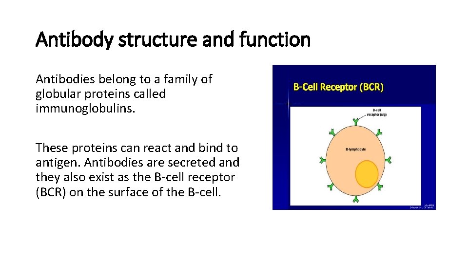 Antibody structure and function Antibodies belong to a family of globular proteins called immunoglobulins.