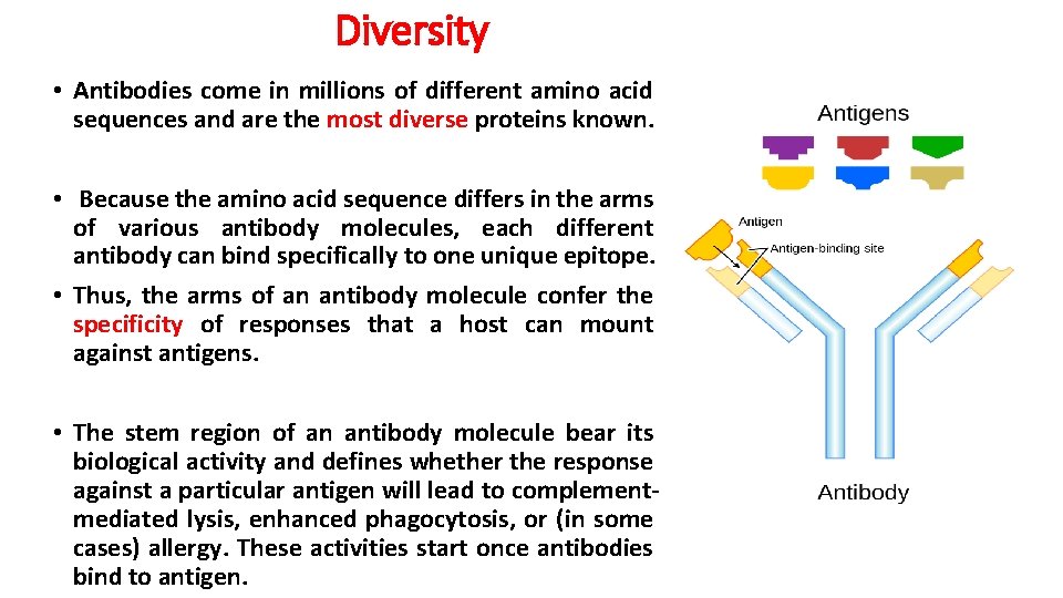 Diversity • Antibodies come in millions of different amino acid sequences and are the