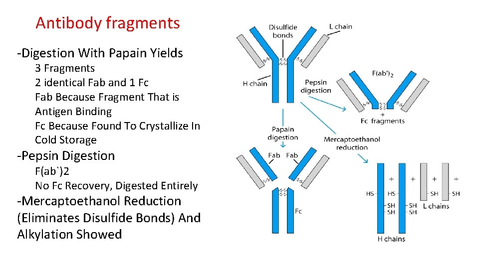 Antibody fragments -Digestion With Papain Yields 3 Fragments 2 identical Fab and 1 Fc