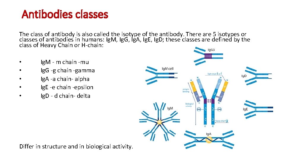 Antibodies classes The class of antibody is also called the isotype of the antibody.