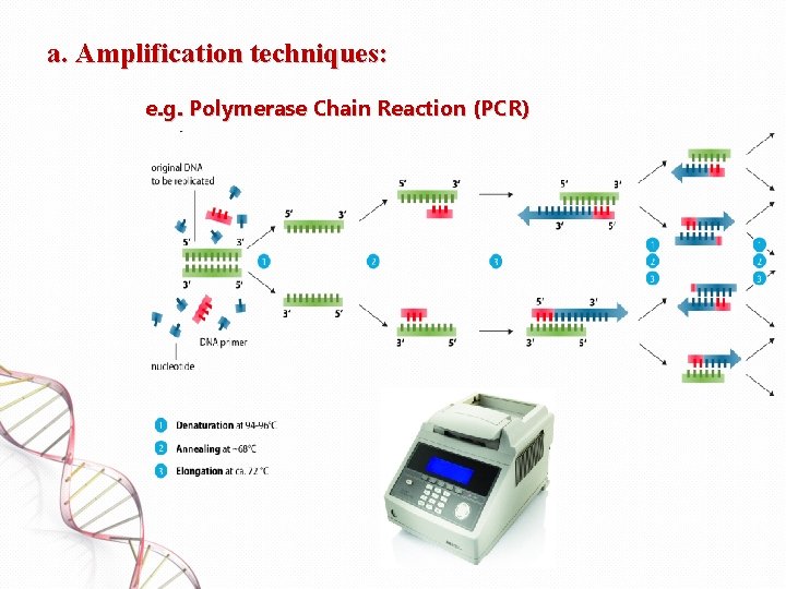 a. Amplification techniques: e. g. Polymerase Chain Reaction (PCR) 