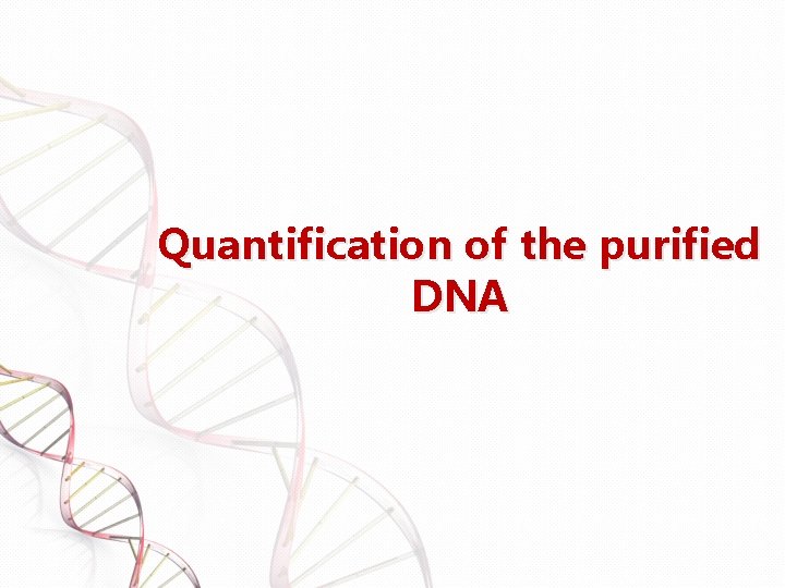 Quantification of the purified DNA 