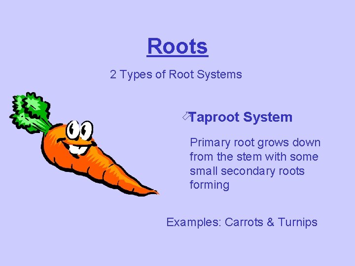 Roots 2 Types of Root Systems öTaproot System Primary root grows down from the