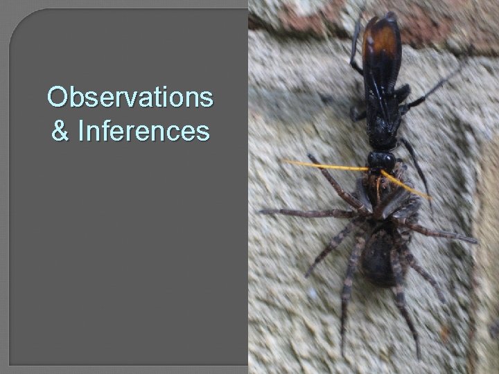 Observations & Inferences 