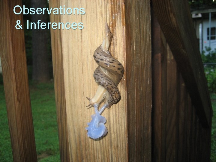 Observations & Inferences 