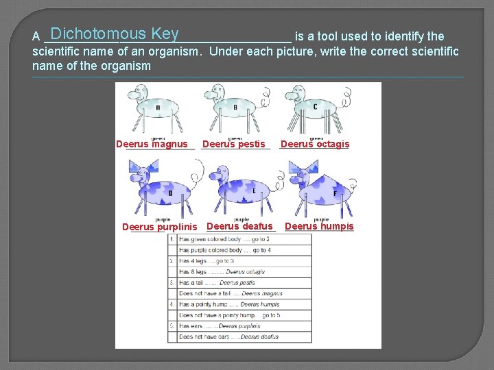 Dichotomous Key A __________________ is a tool used to identify the scientific name of
