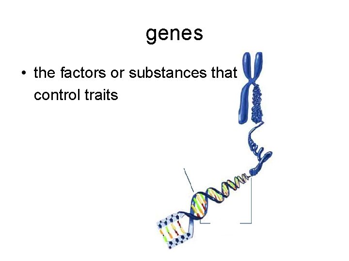 genes • the factors or substances that control traits 