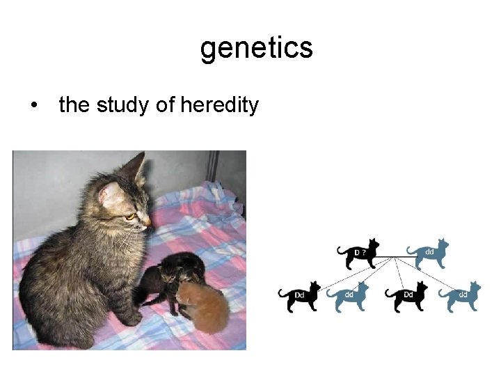 genetics • the study of heredity 