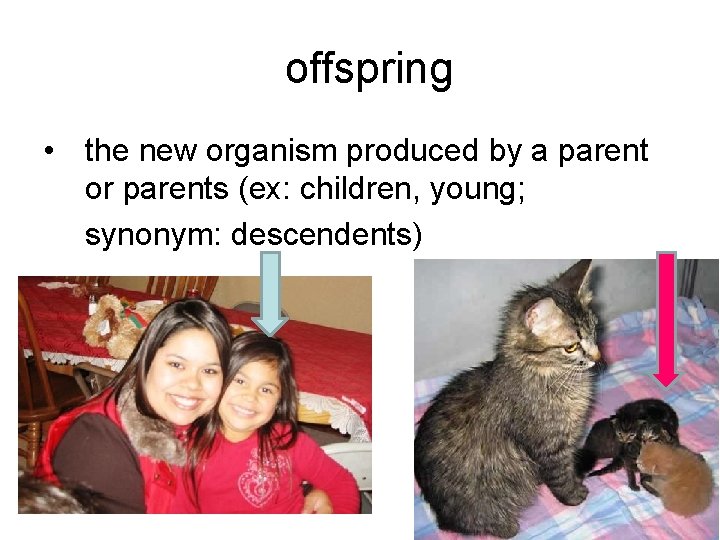 offspring • the new organism produced by a parent or parents (ex: children, young;