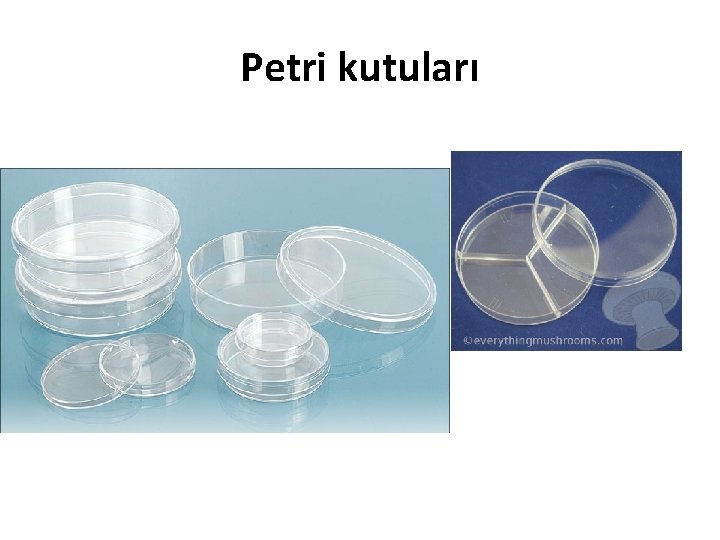 Petri kutuları 