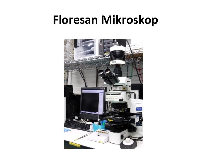 Floresan Mikroskop 