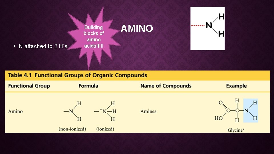  • N attached to 2 H’s Building blocks of amino acids!!!!! AMINO 