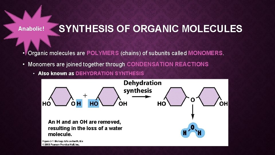 Anabolic! SYNTHESIS OF ORGANIC MOLECULES • Organic molecules are POLYMERS (chains) of subunits called