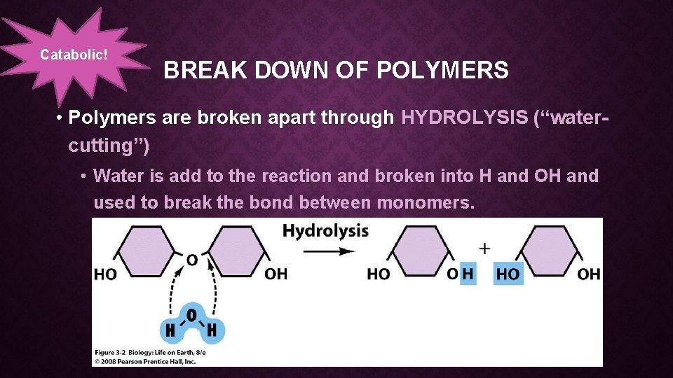 Catabolic! BREAK DOWN OF POLYMERS • Polymers are broken apart through HYDROLYSIS (“watercutting”) •