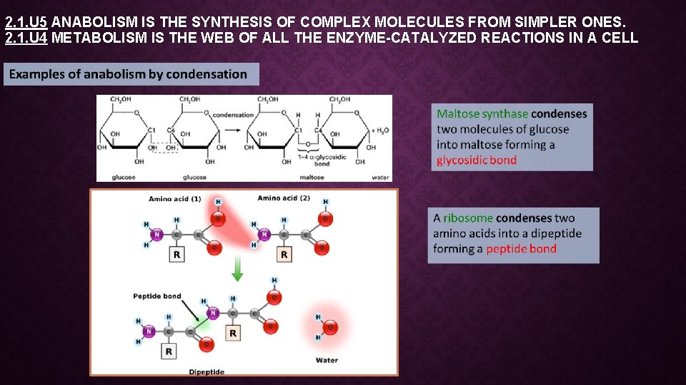 2. 1. U 5 ANABOLISM IS THE SYNTHESIS OF COMPLEX MOLECULES FROM SIMPLER ONES.