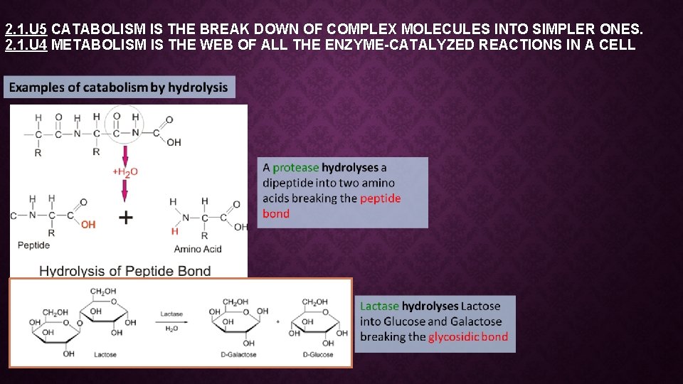 2. 1. U 5 CATABOLISM IS THE BREAK DOWN OF COMPLEX MOLECULES INTO SIMPLER