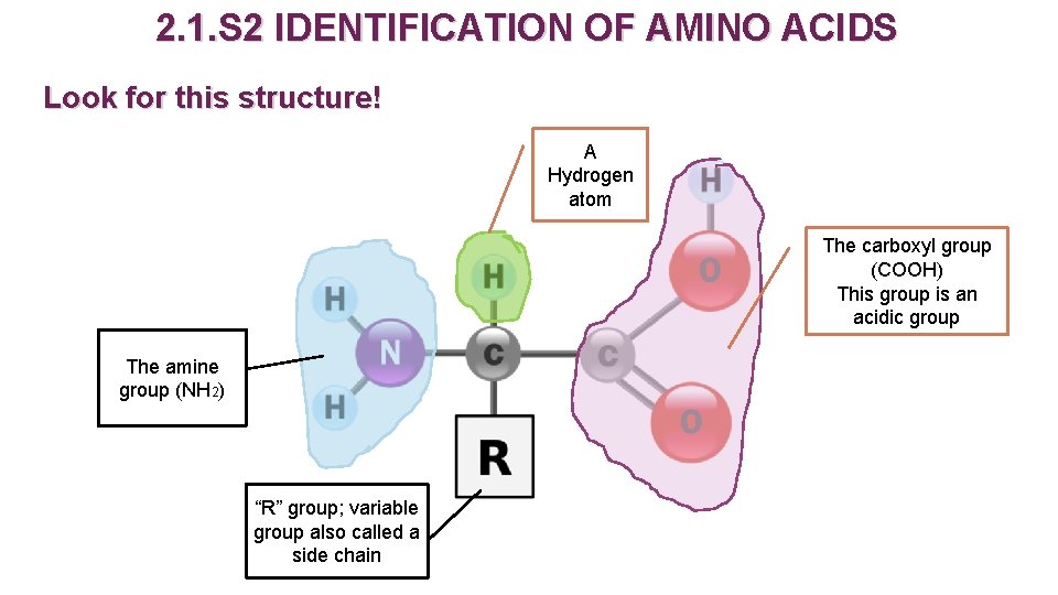 2. 1. S 2 IDENTIFICATION OF AMINO ACIDS Look for this structure! A Hydrogen