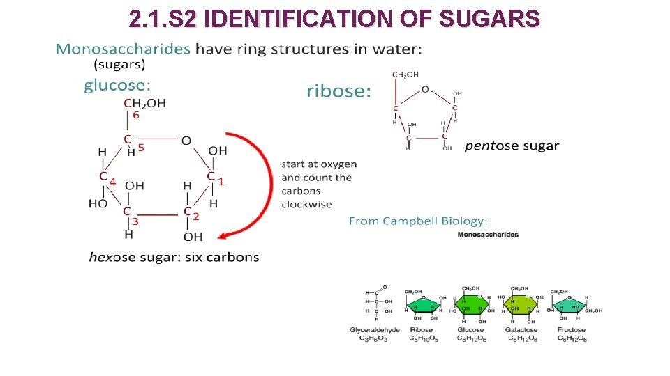 2. 1. S 2 IDENTIFICATION OF SUGARS 
