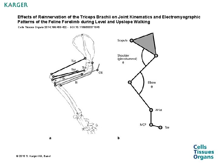 Effects of Reinnervation of the Triceps Brachii on Joint Kinematics and Electromyographic Patterns of