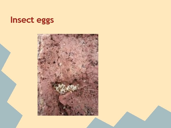 Insect eggs 