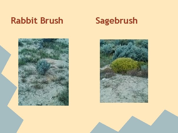 Rabbit Brush Sagebrush 