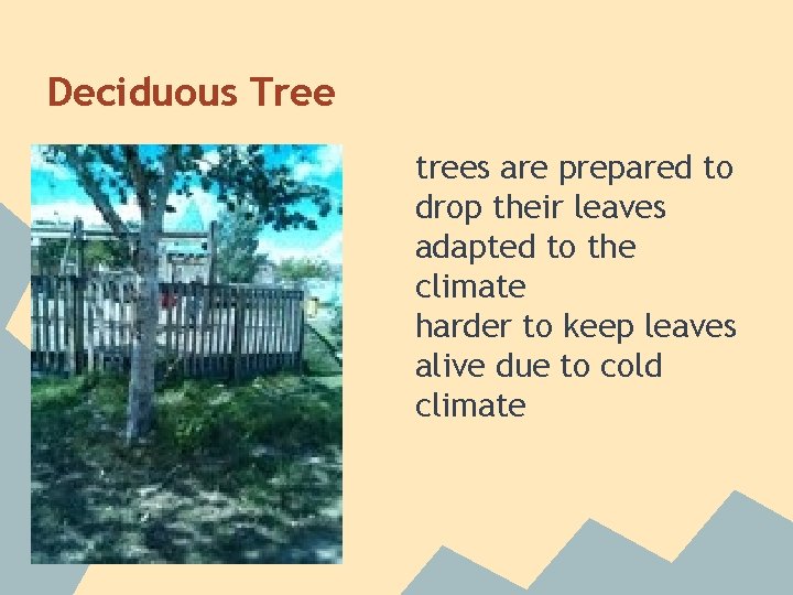 Deciduous Tree trees are prepared to drop their leaves adapted to the climate harder