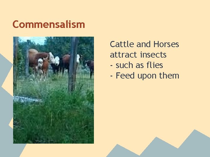 Commensalism Cattle and Horses attract insects - such as flies - Feed upon them