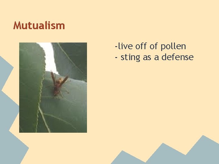 Mutualism -live off of pollen - sting as a defense 