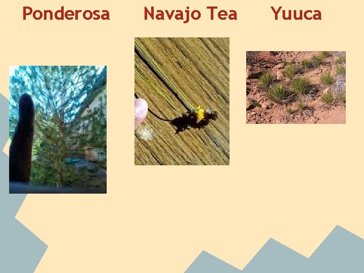 Ponderosa Navajo Tea Yuuca 