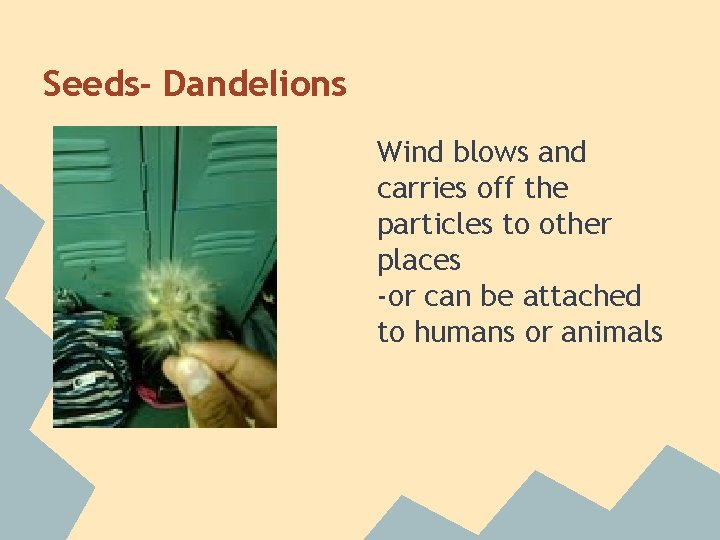 Seeds- Dandelions Wind blows and carries off the particles to other places -or can