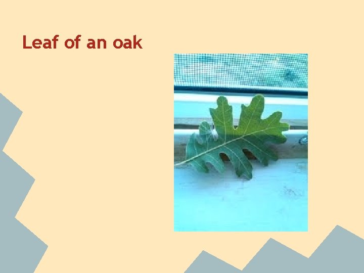 Leaf of an oak 