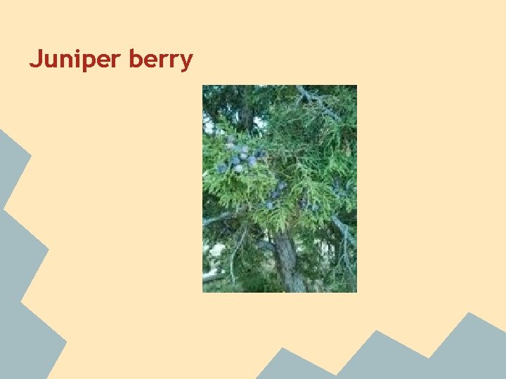 Juniper berry 