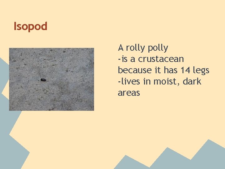 Isopod A rolly polly -is a crustacean because it has 14 legs -lives in