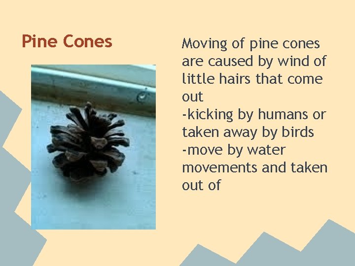 Pine Cones Moving of pine cones are caused by wind of little hairs that