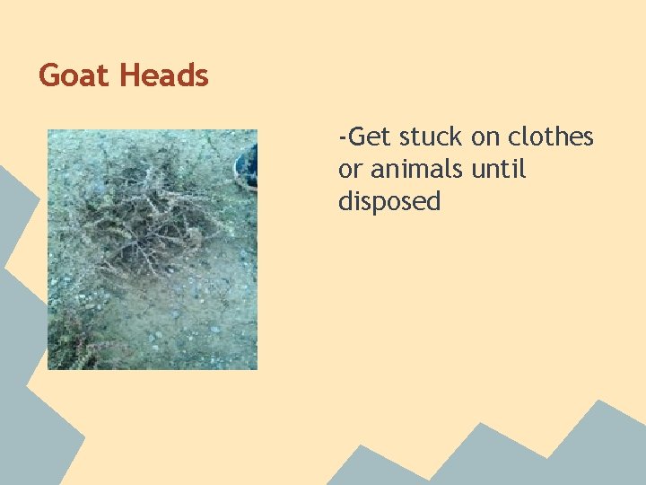 Goat Heads -Get stuck on clothes or animals until disposed 