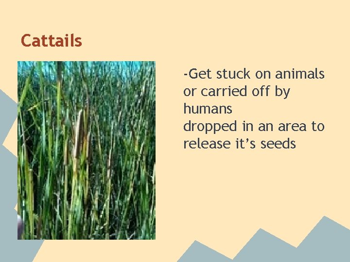 Cattails -Get stuck on animals or carried off by humans dropped in an area