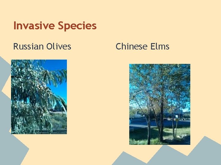 Invasive Species Russian Olives Chinese Elms 