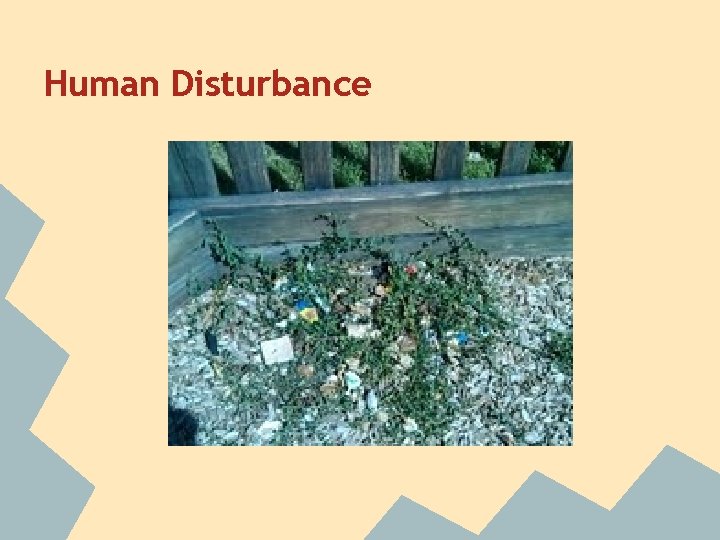 Human Disturbance 