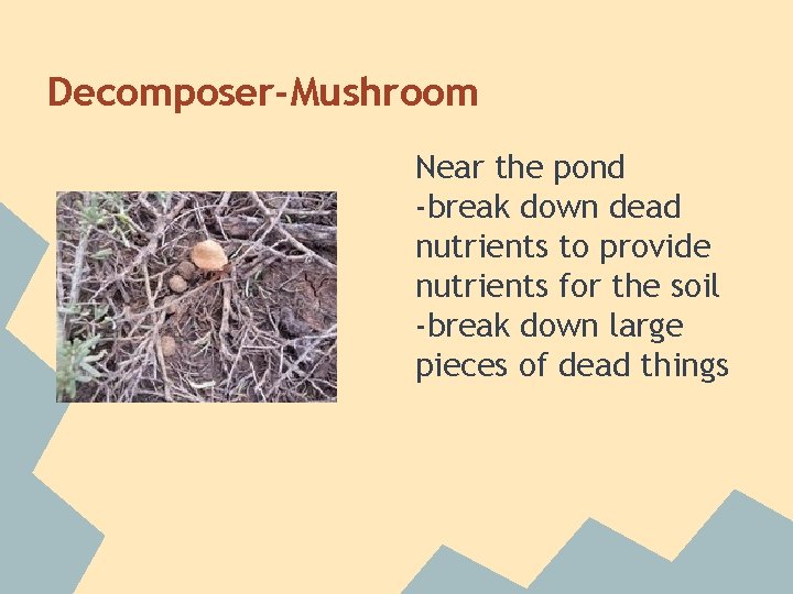 Decomposer-Mushroom Near the pond -break down dead nutrients to provide nutrients for the soil