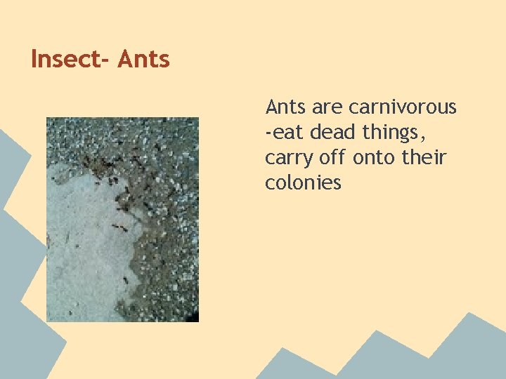 Insect- Ants are carnivorous -eat dead things, carry off onto their colonies 