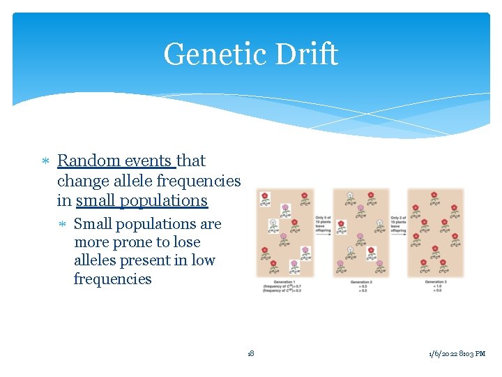 Genetic Drift Random events that change allele frequencies in small populations Small populations are