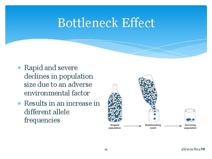 Bottleneck Effect Rapid and severe declines in population size due to an adverse environmental