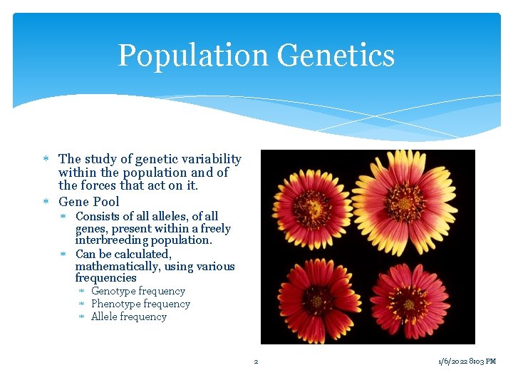 Population Genetics The study of genetic variability within the population and of the forces