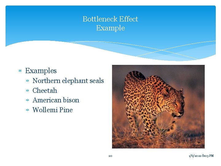 Bottleneck Effect Examples Northern elephant seals Cheetah American bison Wollemi Pine 20 1/6/2022 8: